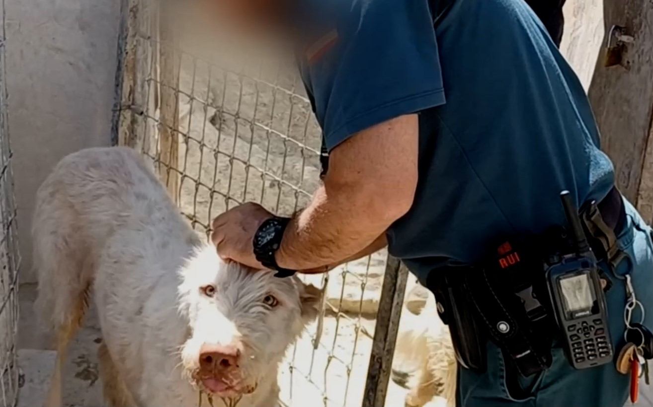 Uno de los perros rescatados en Andalucía / GUARDIA CIVIL