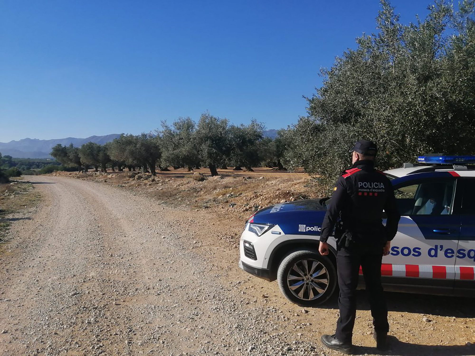 Olives Mossos camp finca rural terreny agricola