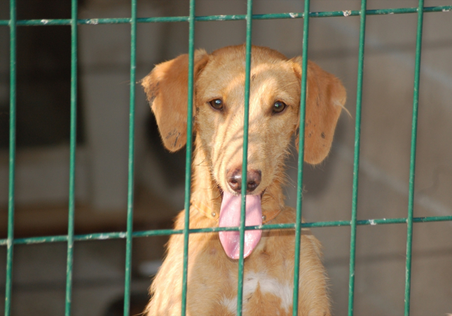 Un perro en una imagen de archivo / EUROPA PRESS