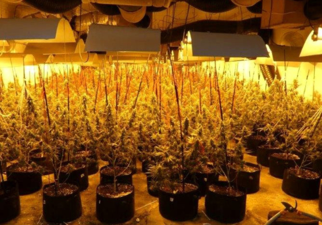 marihuana garidells