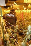 recurs mossos plantacio marihuana