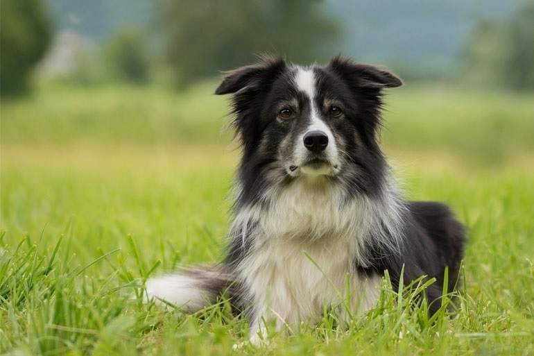 Un perro en una imagen de archivo / EUROPA PRESS