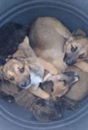 cachorros perro Almoines
