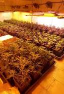 plantacio marihuana gelida
