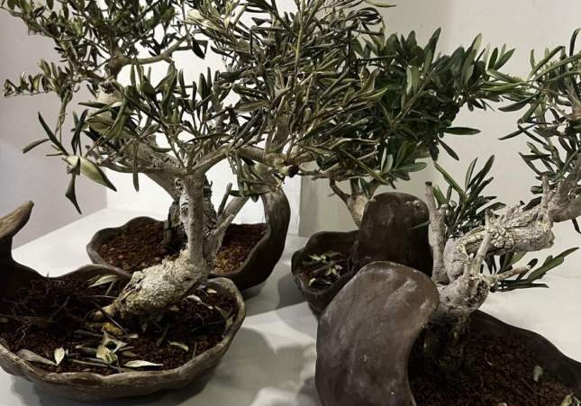 bonsais Celler Can Roca