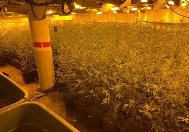Una de les plantacions de marihuana de la batuda antidroga on hi ha un agent dels Mossos d'Es