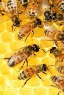EuropaPress 3619471 colemna abejas