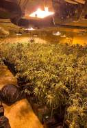 platnacio marihuana ametlla valles