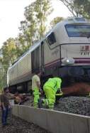 Atropello vacas tren cadiz