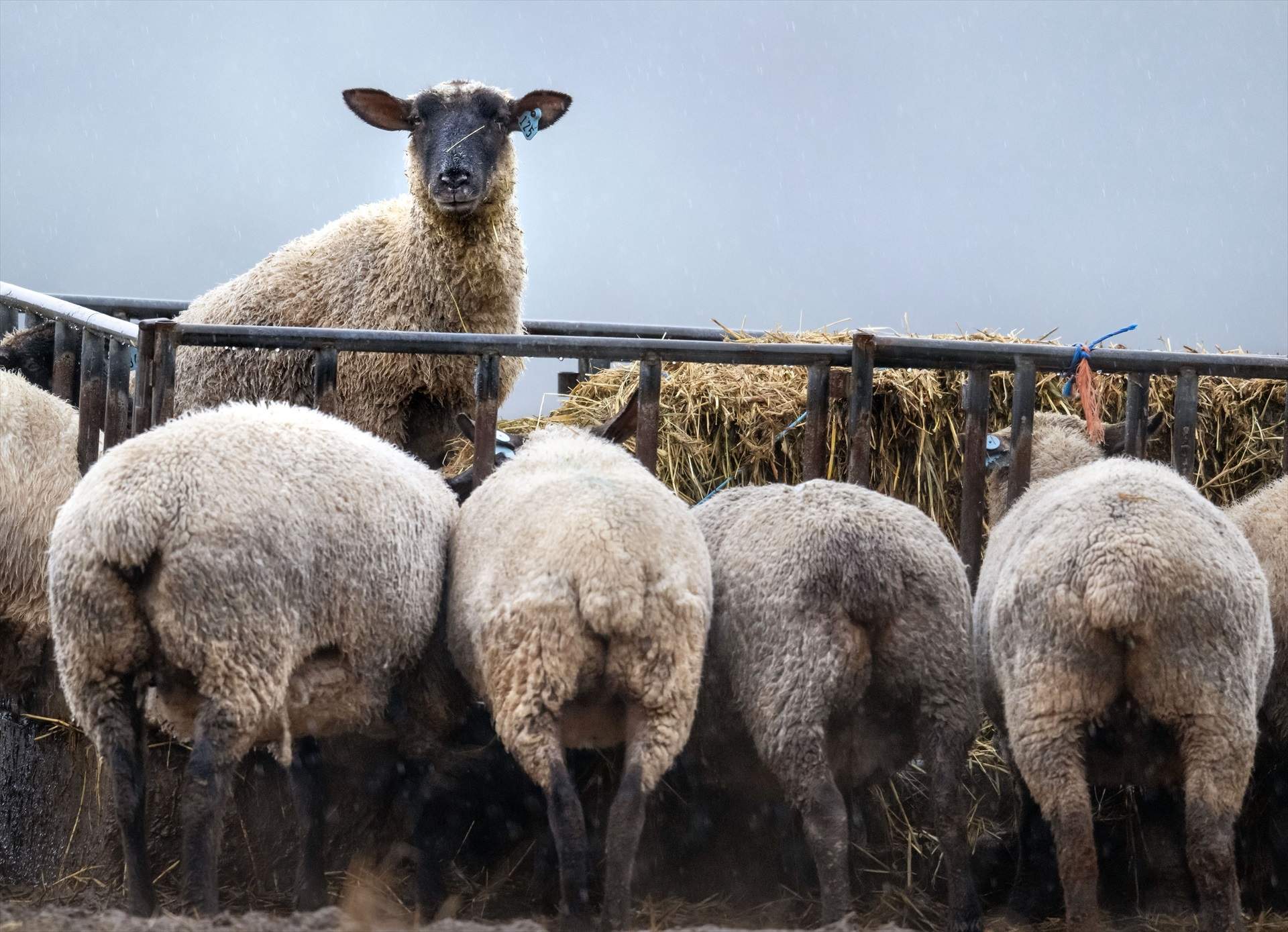 Unas ovejas en una imagen de archivo / Robin Loznak, ZUMA Press Wire, dpa, archivo