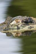 EuropaPress 1557161 aparecen cocodrilos zonas urbanas australia motivo inundaciones