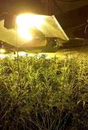 recurs plantacio marihuana acn