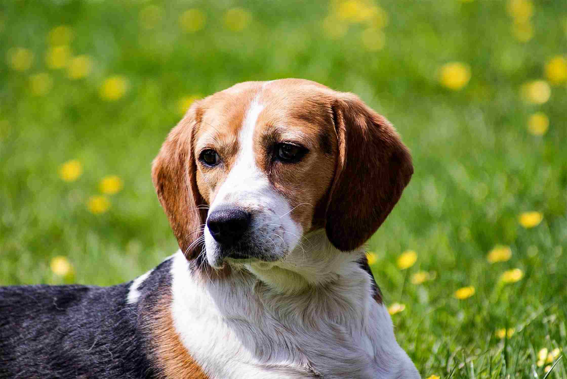 gos beagle pixabay