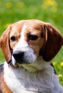 gos beagle pixabay
