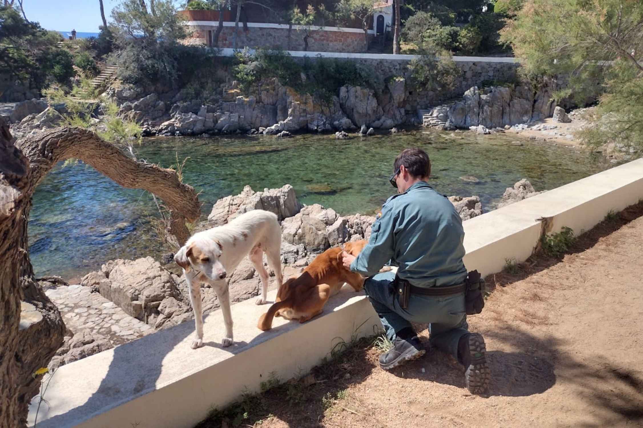 Rescaten dos gossos ferits i desnodrits que vagaven per S'Agaró després d'escapar-se de casa