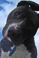 EuropaPress 5807385 perro potencialmente peligroso
