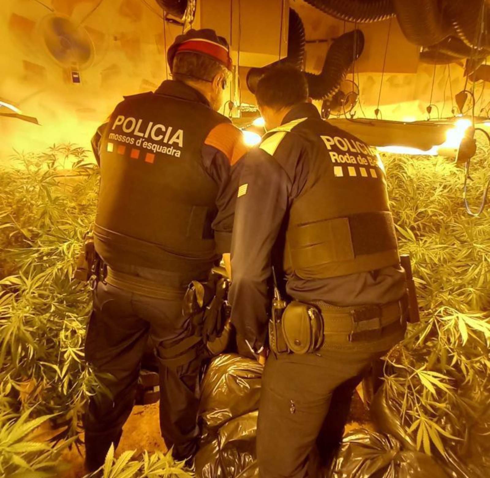 Un xalet de Roda de Berà reconvertit en cultiu de marihuana: troben 500 plantes repartides per tota la casa