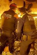 plantació marihuana roda de berà
