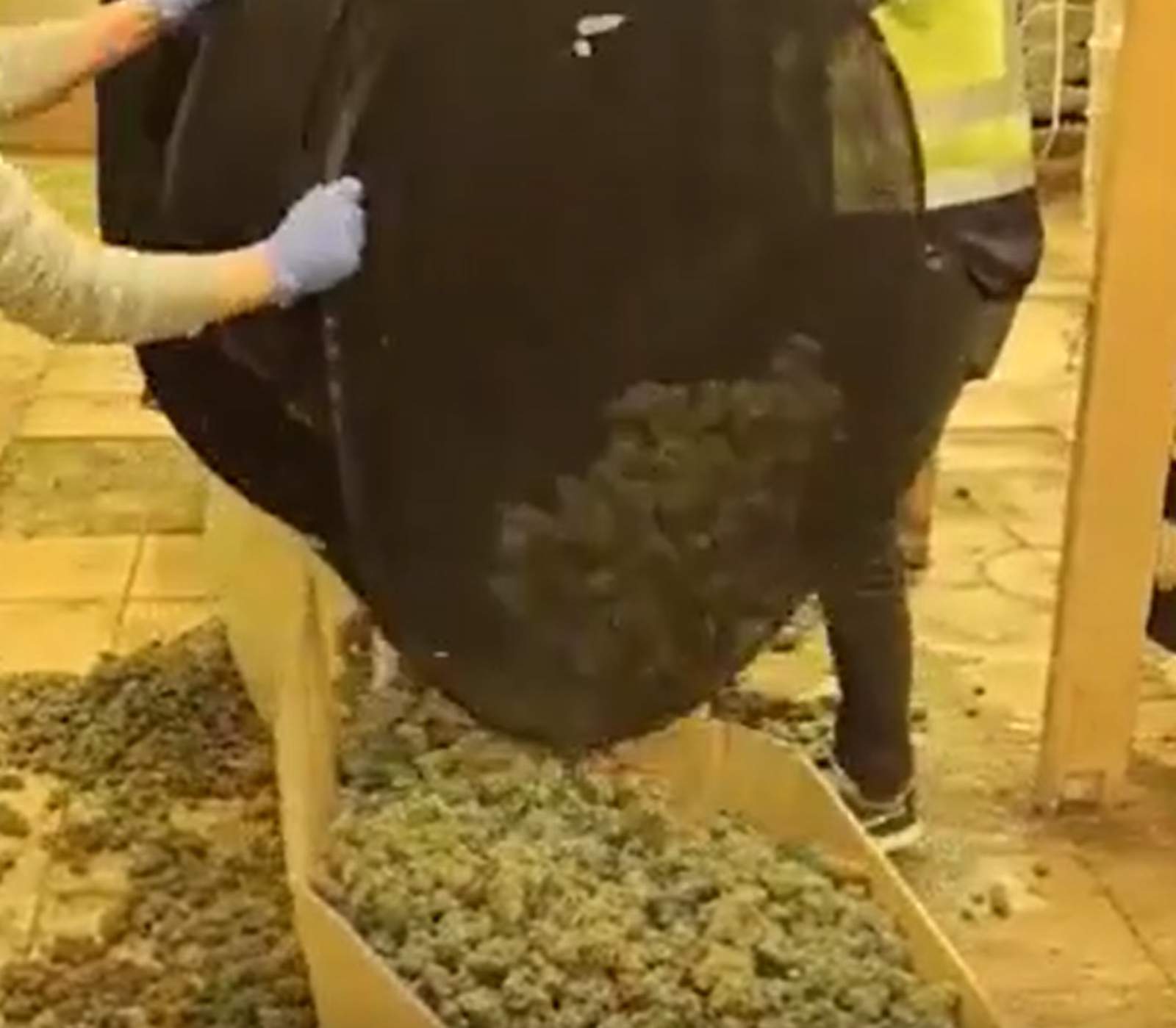Cau la màfia albanesa de la marihuana arrelada al Vallès Occidental: dues naus plenes de més de 2.000 plantes