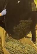 marihuana castellar del vallès (1)