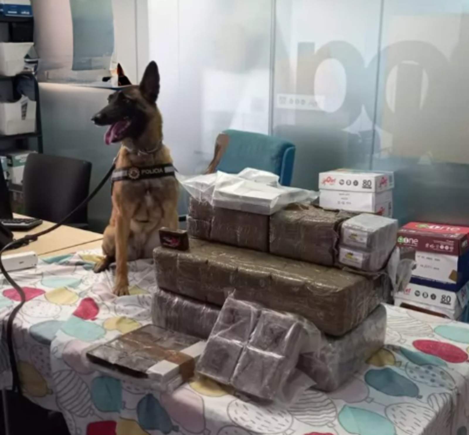 Un gos desemmascara uns narcos que volien introduir 38 quilos d'haixix a Barcelona provinent d'Algesires