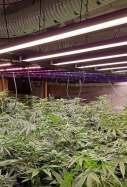 Marihuana a la plantació d'Òdena / CME