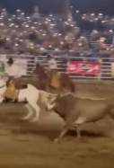 Rodeo toro EEUU