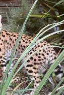 Serval FAADA