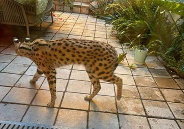 El serval capturando paseando por la casa de Canet de Mar / FAADA