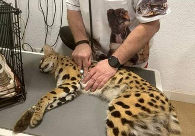 El servap capturado en Canet de Mar durante el reconocimiento veterinario / FAADA