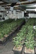 marihuana bellmunt segarra