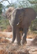 elefant africà