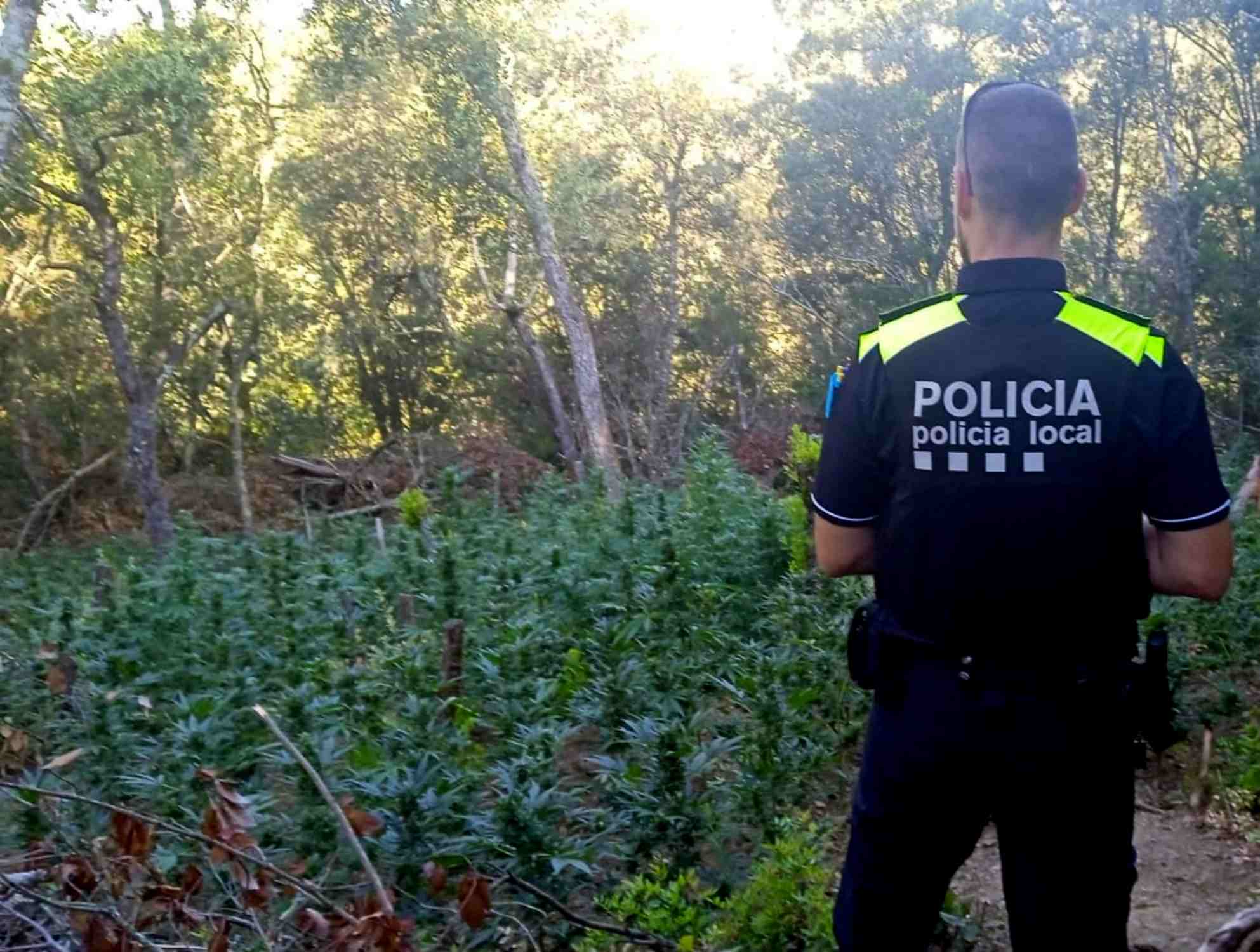 plantacio marihuana policia vidreres