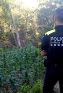plantacio marihuana policia vidreres