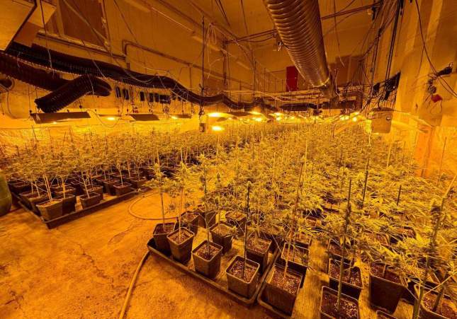 Plantació de marihuana a Igualada / CME