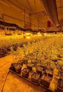 Plantació de marihuana a Igualada / CME