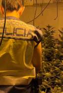 forti marihuana riudarenes policia nacional