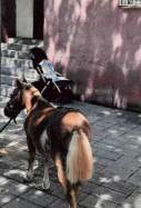 poni sant martí