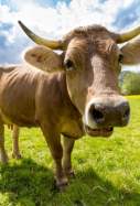 vaca arxiu