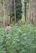 bosc marihuana alt urgell