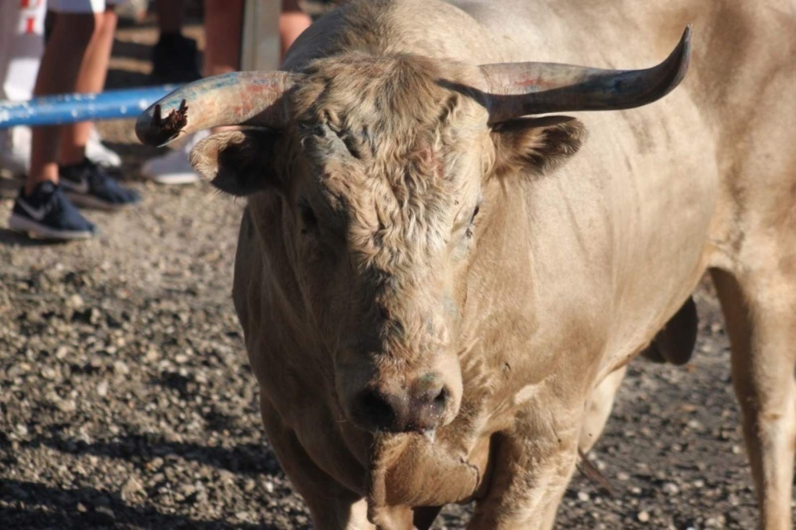 bou encierro