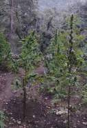 marihuana prades