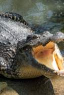 cocodrilo