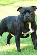 American Staffordshire Terrier
