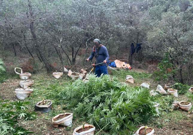 plantacio marihuana chaparrales