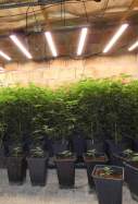 marihuana caldes malavella