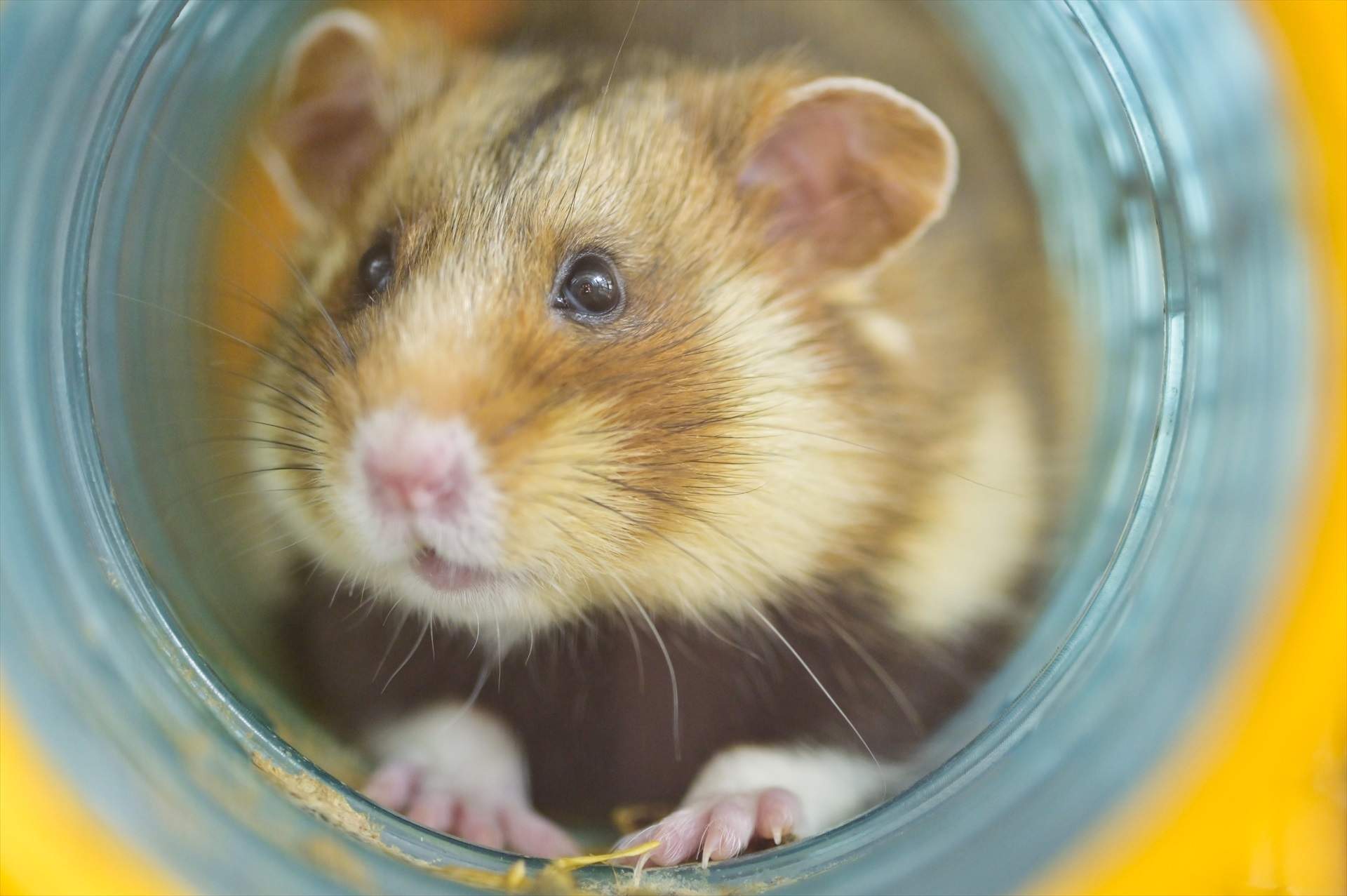 EuropaPress 4558970 filed 15 april 2019 baden wuerttemberg heidelberg field hamster is in the