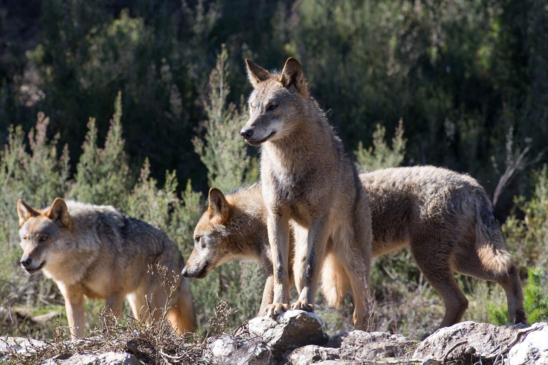 EuropaPress 6235639 varios lobos ibericos centro lobo iberico localidad robledo sanabria plena