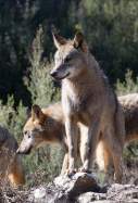 EuropaPress 6235639 varios lobos ibericos centro lobo iberico localidad robledo sanabria plena