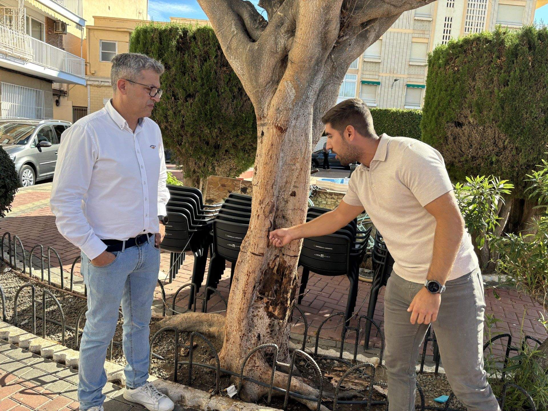 Ficus muerto a traición Ayuntamiento de Águilas